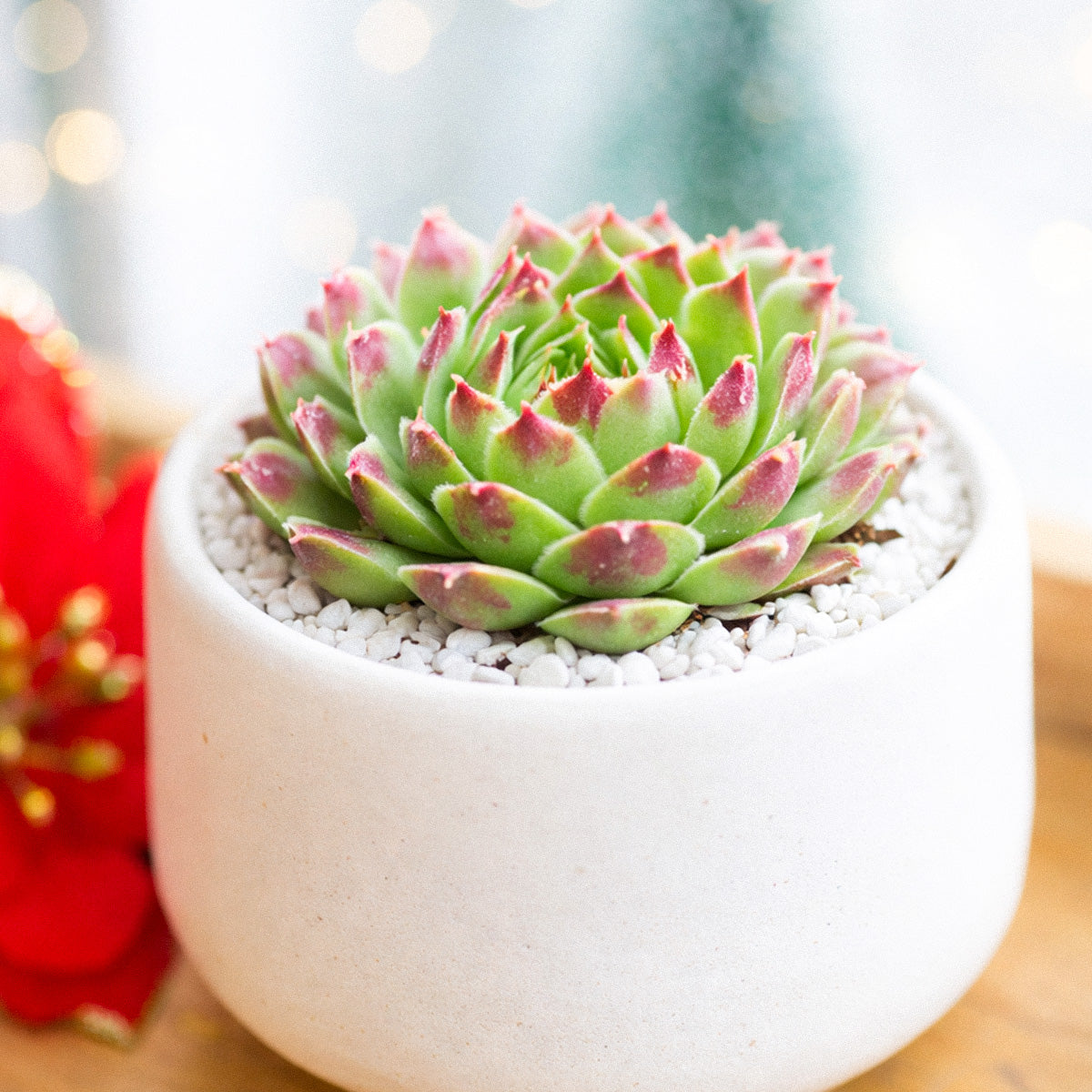 Sempervivum heuffelii 'Dorado'