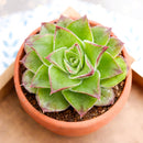 2 inch Sempervivum heuffelii 'Green Stone', purple succulents, indoor succulents, succulent care guide, buy succulents online