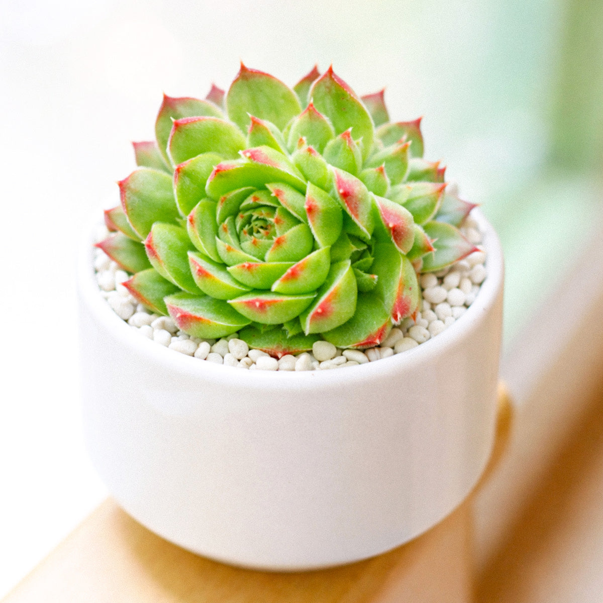 Sempervivum heuffelii 'Kapo' in California, How to grow Sempervivum heuffelii 'Kapo', rare succulents, rare succulents for sale, unique succulents