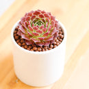 2 inch Sempervivum heuffelii 'Mystique', pink succulents, indoor succulents, succulent care guide, buy succulents online