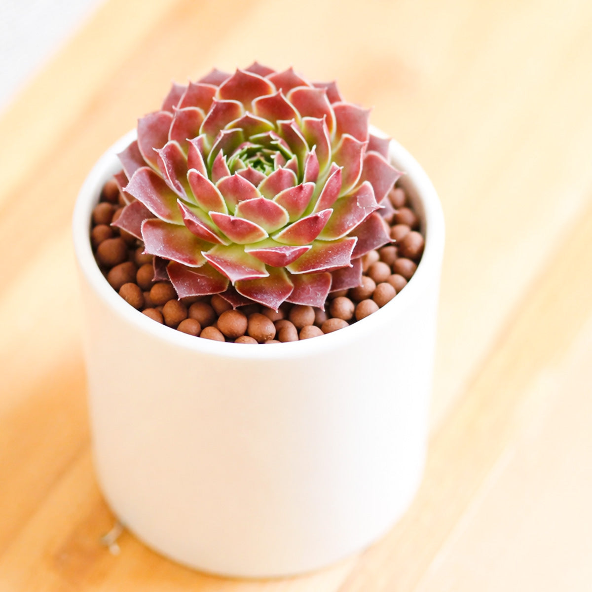 2 inch Sempervivum heuffelii 'Mystique', pink succulents, indoor succulents, succulent care guide, buy succulents online
