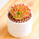 2 inch Sempervivum heuffelii ‘Sundancer’, green succulents, indoor succulents, succulent care guide, buy succulents online