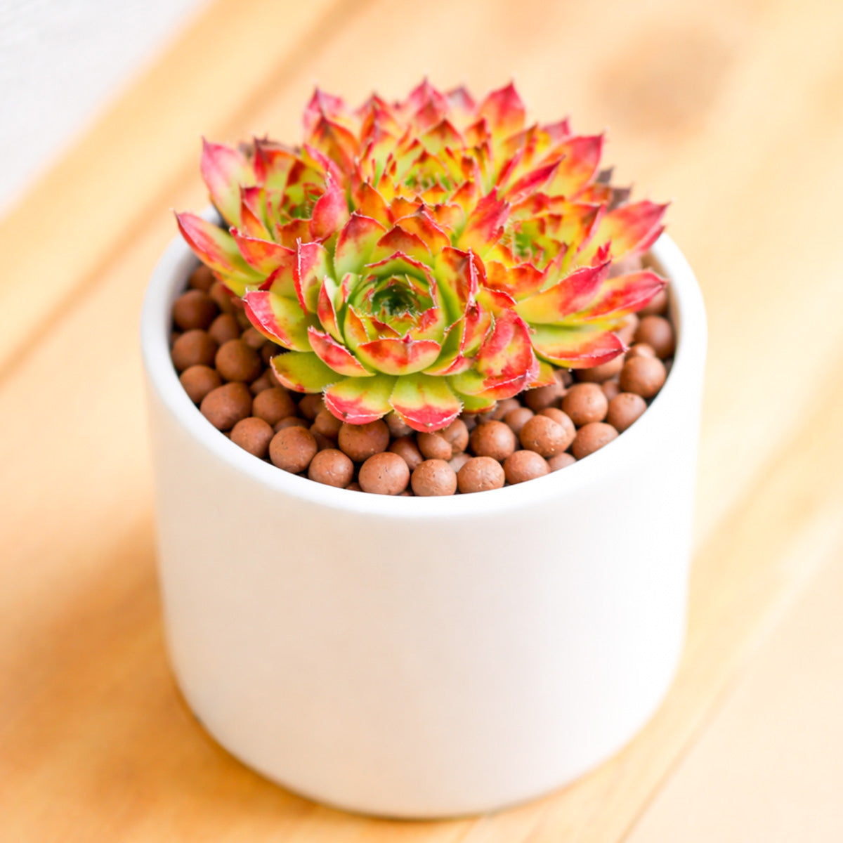 2 inch Sempervivum heuffelii ‘Sundancer’, green succulents, indoor succulents, succulent care guide, buy succulents online