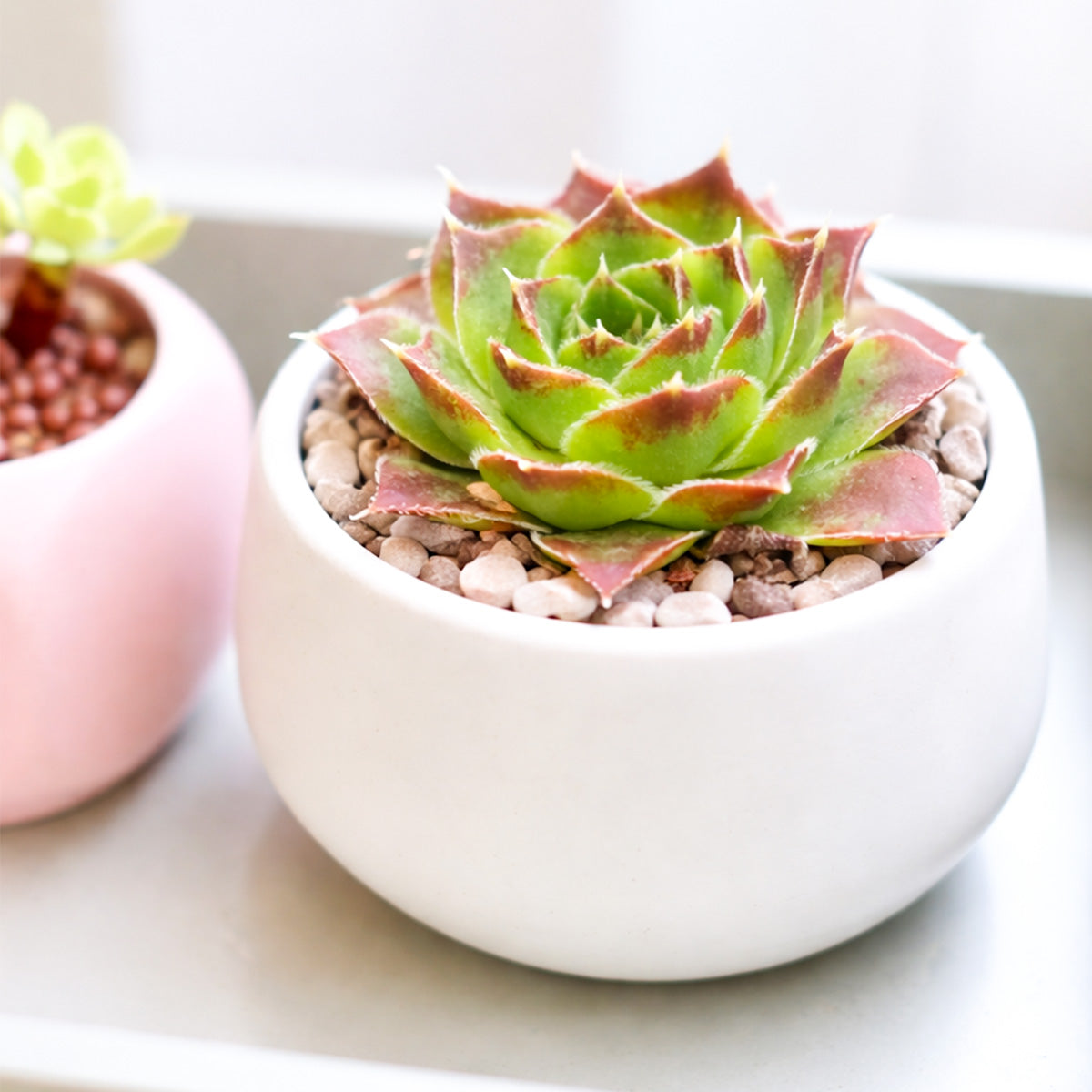 2 inch Sempervivumheuffelii Worstiana, red succulents, indoor succulents, succulent care guide, buy succulents online