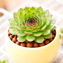 2 inch Sempervivum marmoreum f/ Kazan Gorge, green succulents, indoor succulents, succulent care guide, buy succulents online