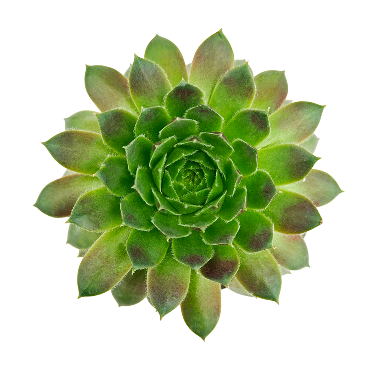 2 inch sempervivum 'ohu om ohu' live succulent for sale in plastic pot, vibrant multi-toned rosette in lime green and orange-red hues, monocarpic rosettes replaced by generous chick offsets, frost hardy to zone 3, drought tolerant and pet friendly, makes a striking windowsill or balcony feature, an affordable rare find and a wonderful gift for any plant enthusiast