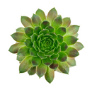 2 inch sempervivum 'ohu om ohu' live succulent for sale in plastic pot, vibrant multi-toned rosette in lime green and orange-red hues, monocarpic rosettes replaced by generous chick offsets, frost hardy to zone 3, drought tolerant and pet friendly, makes a striking windowsill or balcony feature, an affordable rare find and a wonderful gift for any plant enthusiast
