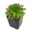 2 inch sempervivum 'ohu om ohu' live succulent for sale in plastic pot, vibrant multi-toned rosette in lime green and orange-red hues, monocarpic rosettes replaced by generous chick offsets, frost hardy to zone 3, drought tolerant and pet friendly, makes a striking windowsill or balcony feature, an affordable rare find and a wonderful gift for any plant enthusiast