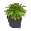 2 inch sempervivum 'ohu om ohu' live succulent for sale in plastic pot, vibrant multi-toned rosette in lime green and orange-red hues, monocarpic rosettes replaced by generous chick offsets, frost hardy to zone 3, drought tolerant and pet friendly, makes a striking windowsill or balcony feature, an affordable rare find and a wonderful gift for any plant enthusiast