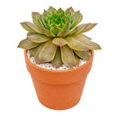 2 inch sempervivum tectorum triste live succulent plant for sale, unique sempervivum triste textured rosette succulent, hardy succulent for cold climate outdoor gardens