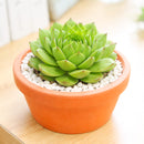 Sempervivum tectorum f/ Soldeu in a clay pot on a white background, green succulents, indoor succulents, succulent care guide, buy succulents online