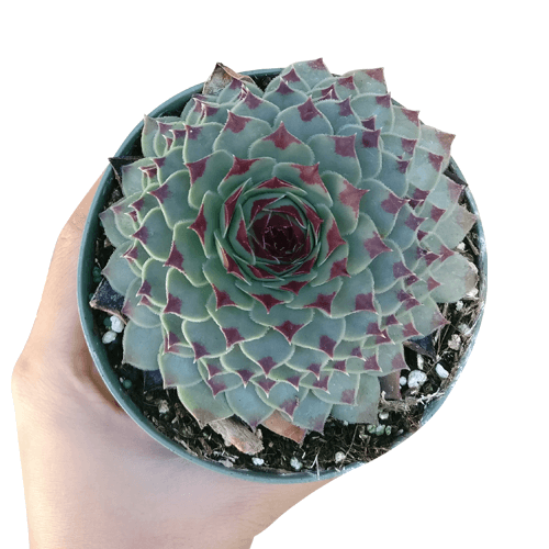 sempervivum calcareum for sale, succulent subscription, succulent plant, how to grow succulents, Succulents, succulents shop in California, succulent care guide, indoor succulents, Succulents shop near me, sempervivum calcareum in California, How to grow sempervivum calcareum, indoor succulents