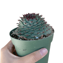 succulent plant, how to grow succulents, Succulents, succulents shop in California, succulent care guide, indoor succulents, Succulents shop near me, sempervivum calcareum in California, How to grow sempervivum calcareum, indoor succulents