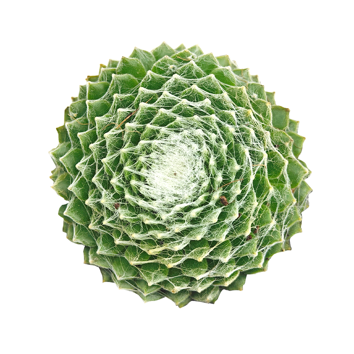 2 inch Sempervivum Arctic White, Snowy rosette plants, Frost-look garden plants, Extremely cold hardy succulents