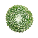 Mat-forming succulents, Succulent for stone walls, Buy Sempervivum Arctic White online, Non-toxic outdoor groundcover