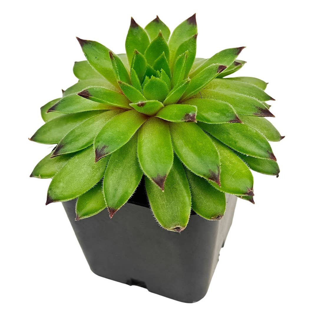 widrim succulent Sempervivum Emerald Swirl