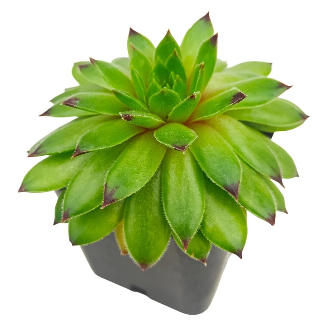 pet-safe succulent, child-friendly plant, Groundcover succulent, low-maintenance plants, succulent rosettes, easy-to-grow plants
