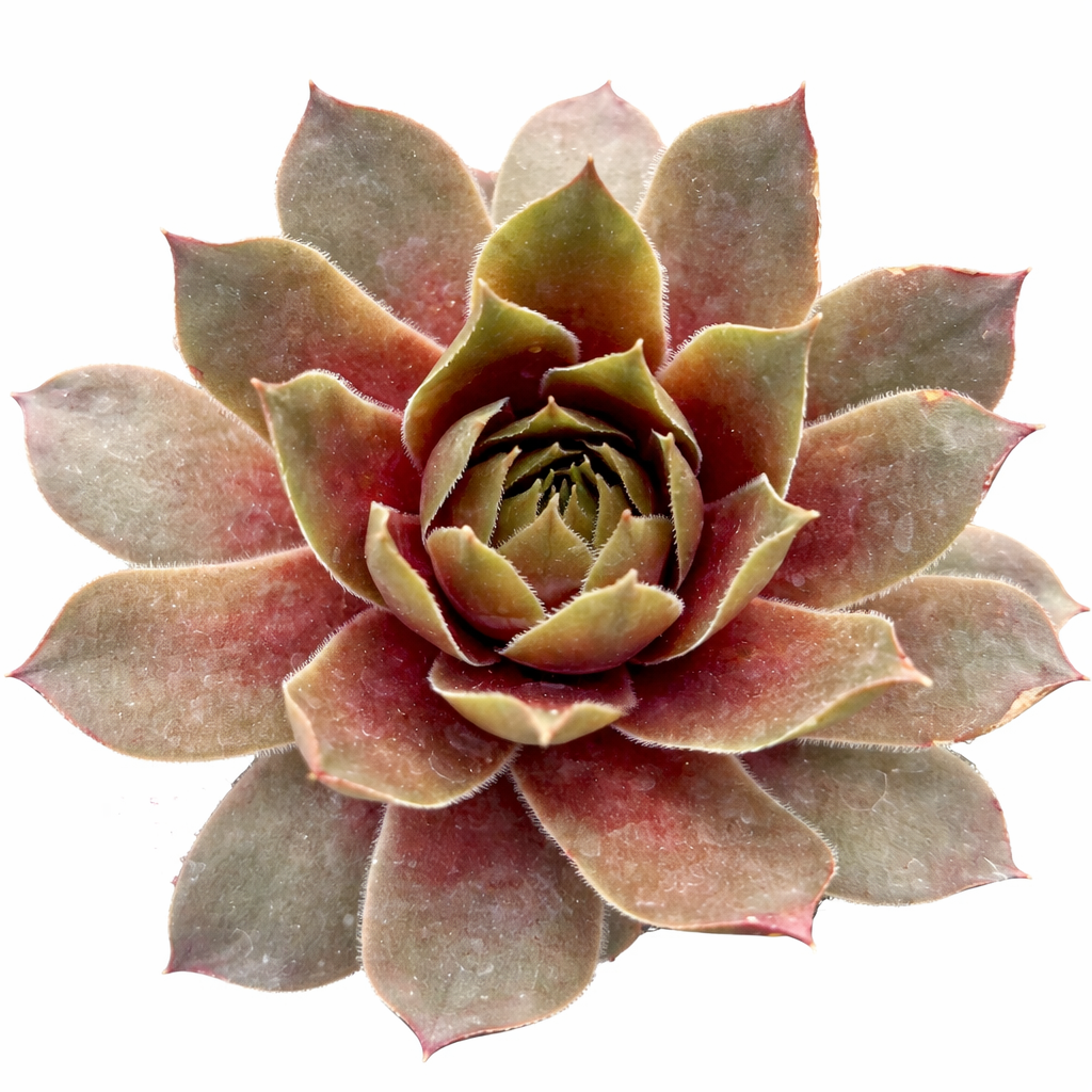 2 inch Sempervivum Colorockz 'Ruby Lime', green succulents, indoor succulents, succulent care guide, buy succulents online