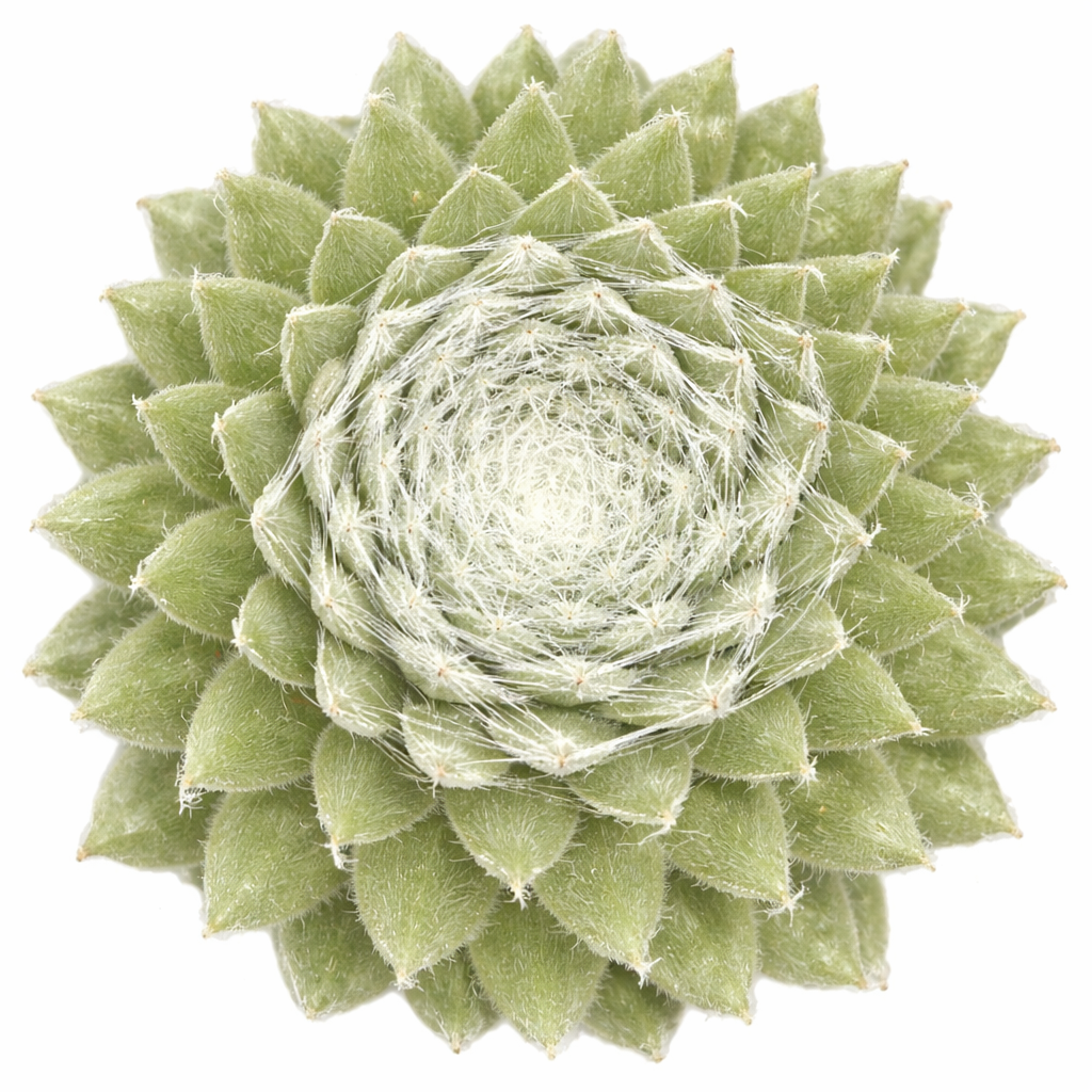 Sempervivum Colorockz Summer Frost