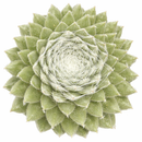 8-pack of 2" live plants for sale. Pick eight favorite plants and enjoy a variety of compact plants in 2" pots. Great for plant collections, gifting, decorating small spaces, and indoor gardening.