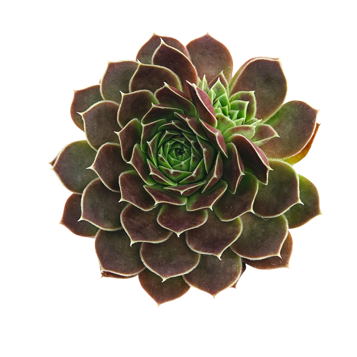 2 inch Sempervivum Heuffelii Beacon Hill, Heuffelii Hen and Chicks, Live Sempervivum heuffelii plant, Winter-hardy red succulents