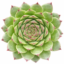 2 inch Sempervivum tectorum f/ Andorra, green succulents, indoor succulents, succulent care guide, buy succulents online