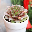 2 inch Sempervivum 'Adeltruid', green succulents, indoor succulents, succulent care guide, buy succulents online