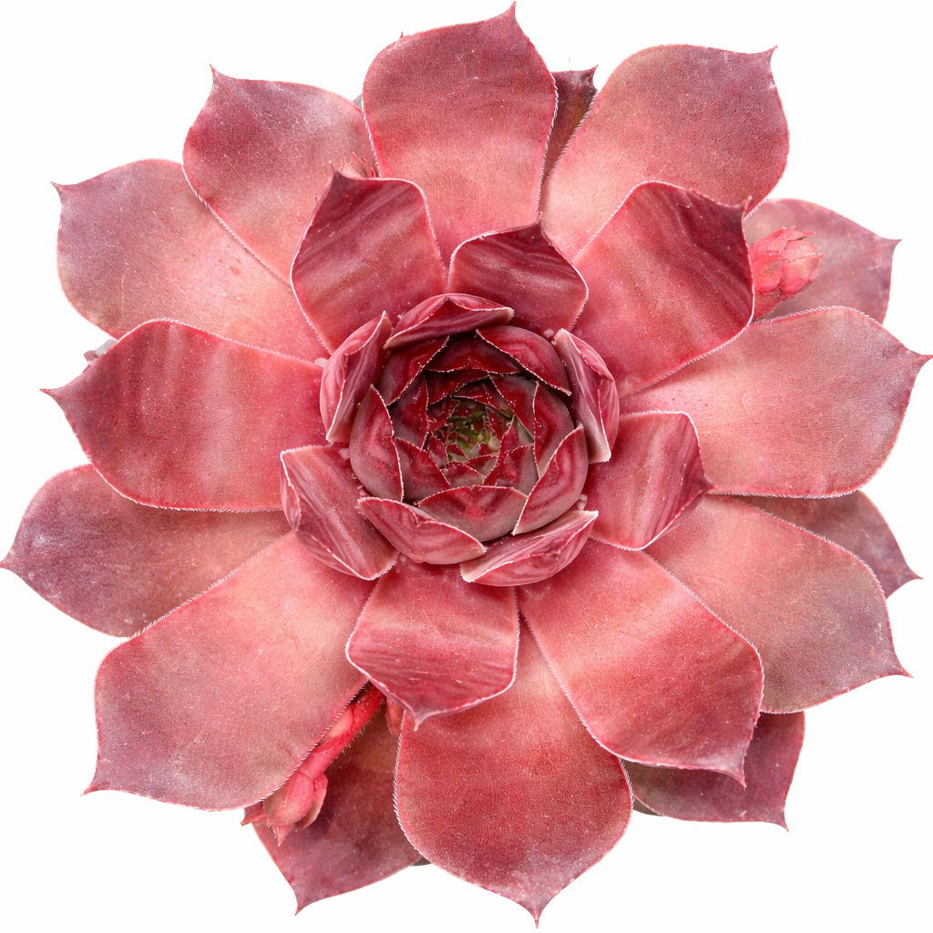2 inch Sempervivum 'Adeltruid', green succulents, indoor succulents, succulent care guide, buy succulents online
