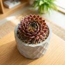 Custom plant pot with personalized image, personalized flower pot with live plant, custom photo plant pot, personalized planter with plant of your choice, custom printed ceramic planter, personalized succulent pot, custom image flower pot gift, custom photo planter for houseplants