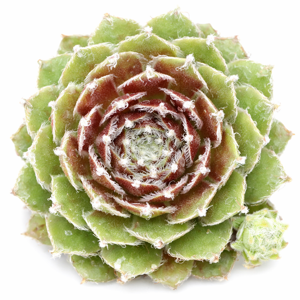 Sempervivum Ann Christy - Easy Care Succulent 2 inch / Bamboo Pot by Succulents Box