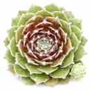 8-pack of 2" live plants for sale. Pick eight favorite plants and enjoy a variety of compact plants in 2" pots. Great for plant collections, gifting, decorating small spaces, and indoor gardening.