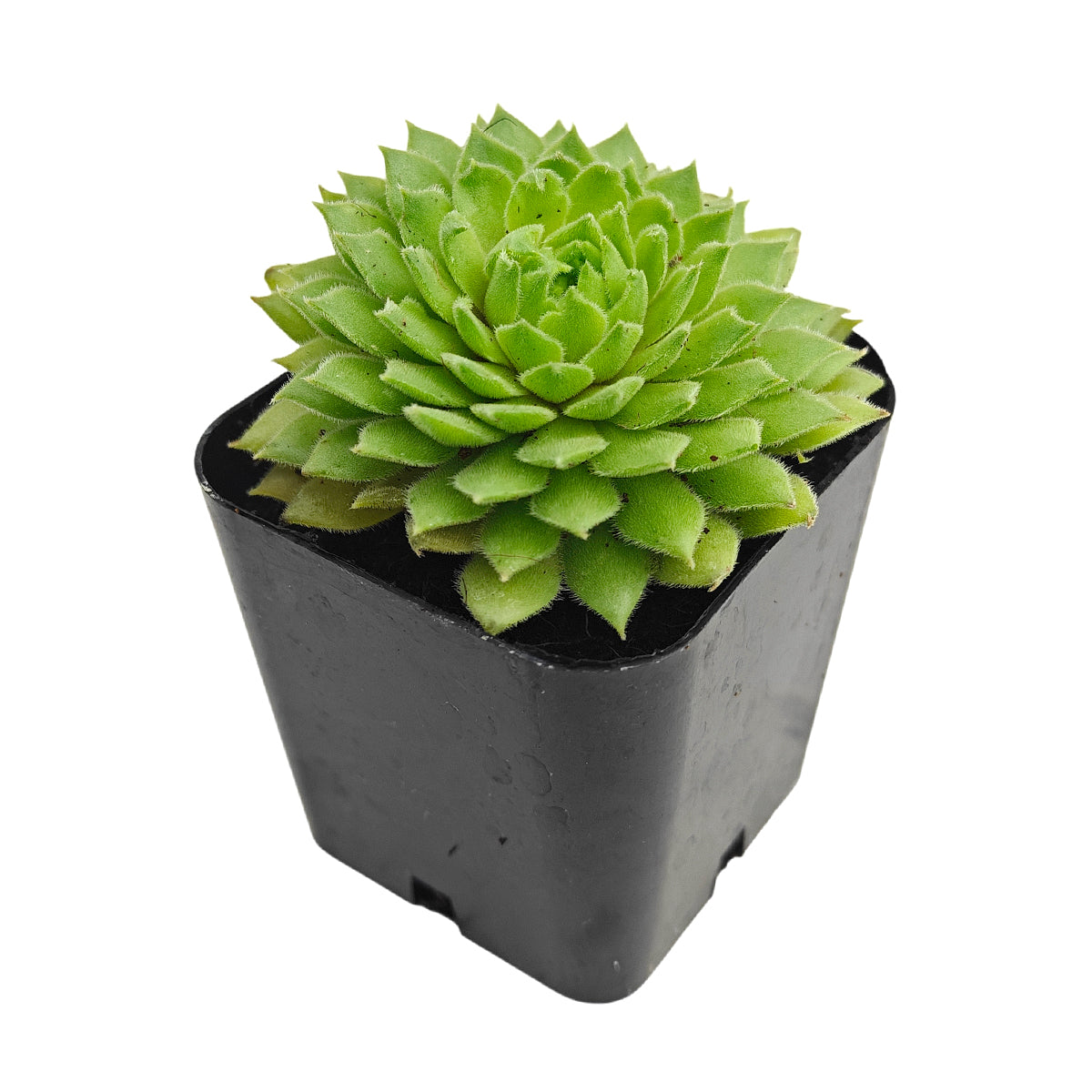 Sempervivum Artist succulent for sale online, green succulent, succulent gift ideas