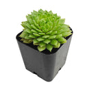 Sempervivum Artist succulent for sale online, green succulent, succulent gift ideas