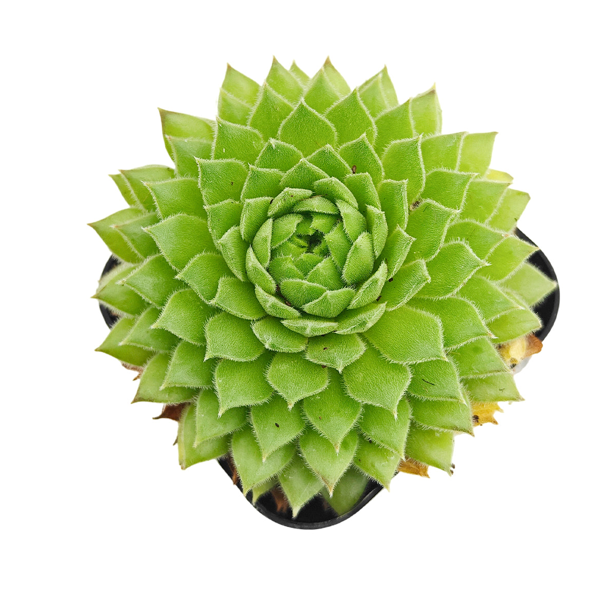Sempervivum Artist for sale, how to grow succulents, succulent plant, succulent care tips, succulent subscription, succulents garden, Succulents, Succulents shop near me, Rare succulents