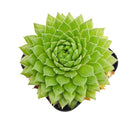 Sempervivum Artist succulent for sale online, green succulent, succulent gift ideas