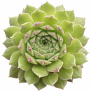 Sempervivum Artist succulent for sale online, green succulent, succulent gift ideas
