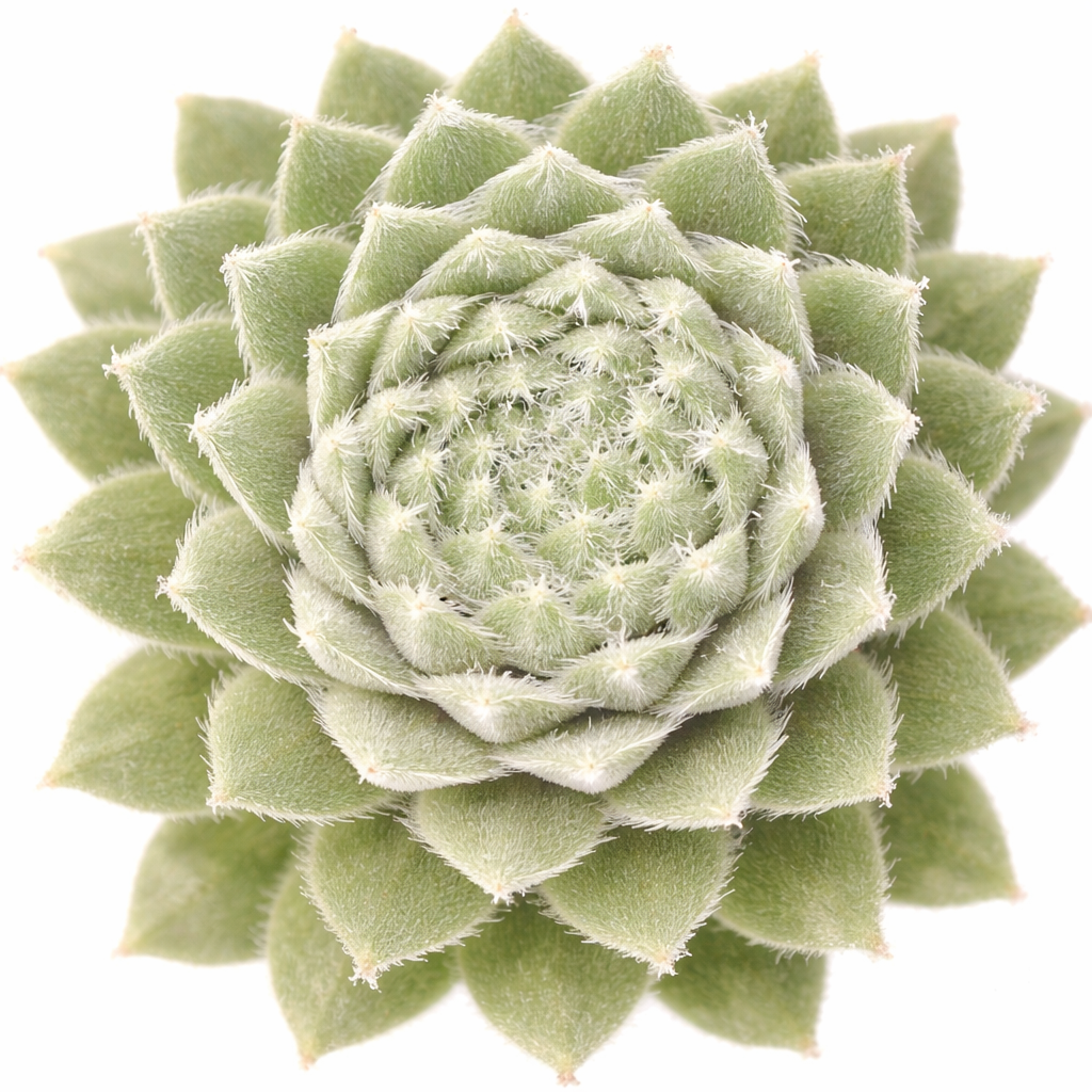 2 inch Sempervivum Averil, green succulents, indoor succulents, succulent care guide, buy succulents online
