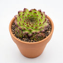 Sempervivum 'Beautiful' in a clay pot, green succulents, indoor succulents, succulent care guide, buy succulents online