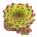 Sempervivum 'Beautiful' in a clay pot, green succulents, indoor succulents, succulent care guide, buy succulents online