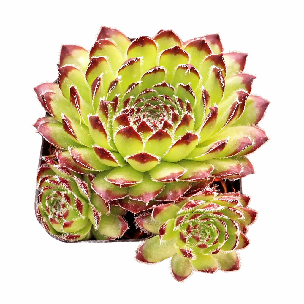 Sempervivum 'Beautiful' in a plastic pot, green succulents, indoor succulents, succulent care guide, buy succulents online