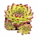 Sempervivum 'Beautiful' in a clay pot, green succulents, indoor succulents, succulent care guide, buy succulents online