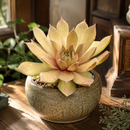 Custom plant pot with personalized image, personalized flower pot with live plant, custom photo plant pot, personalized planter with plant of your choice, custom printed ceramic planter, personalized succulent pot, custom image flower pot gift, custom photo planter for houseplants
