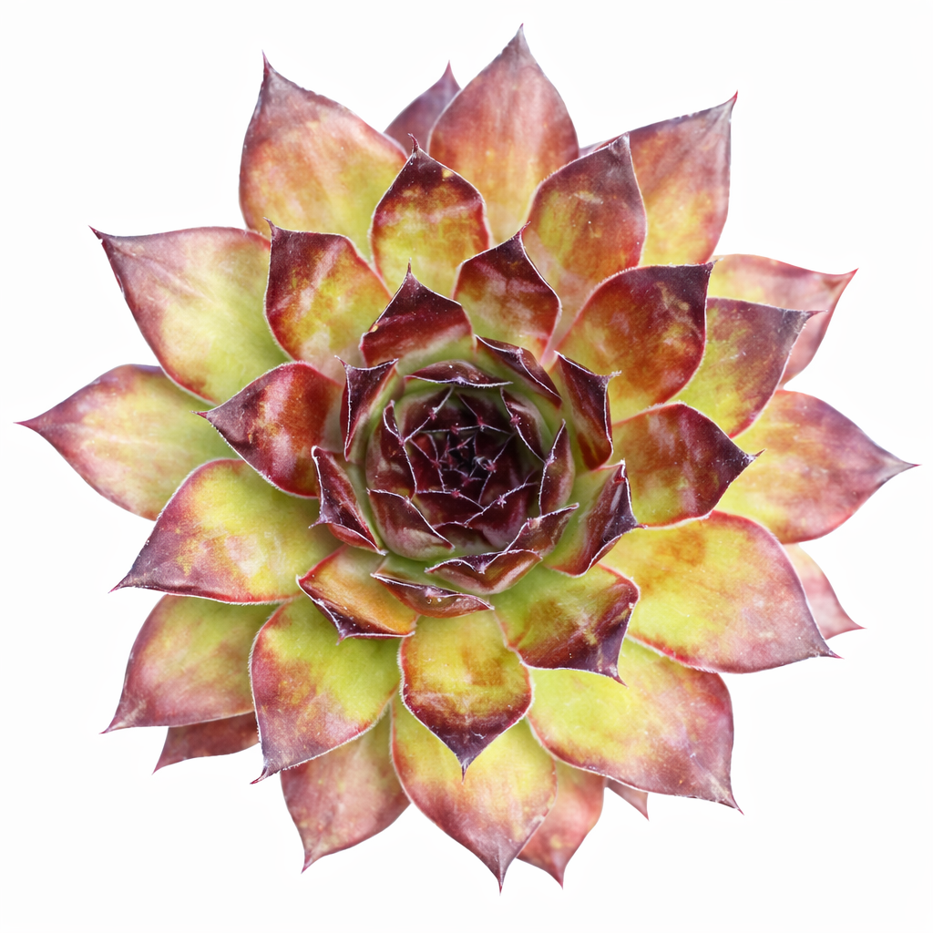 2 inch Sempervivum 'Black', red succulents, indoor succulents, succulent care guide, buy succulents online