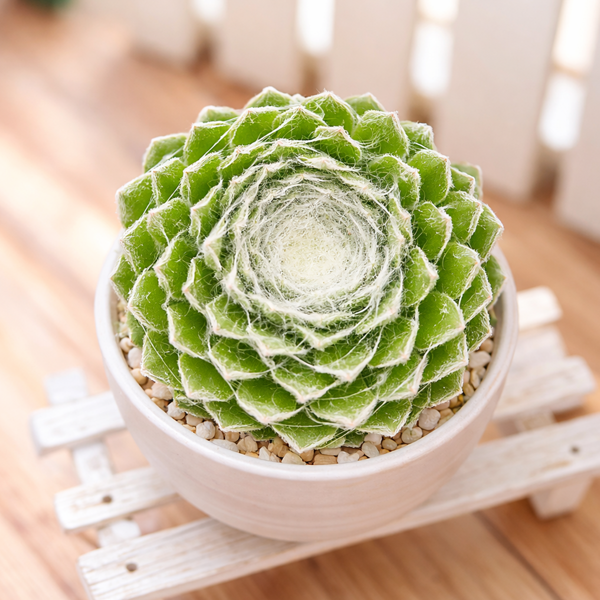 2 inch Sempervivum 'Boule de Neige', green succulents, indoor succulents, succulent care guide, buy succulents online