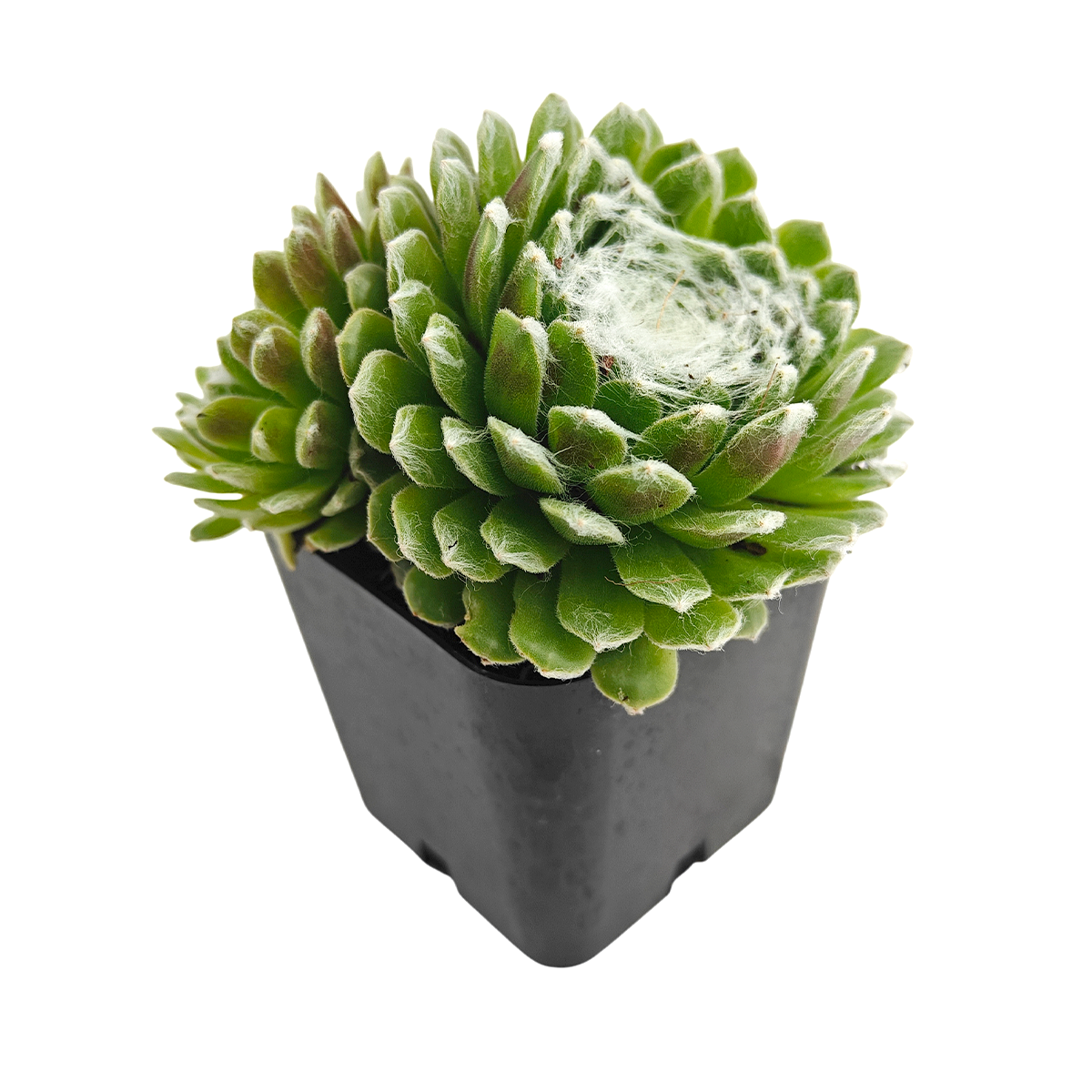 2 inch Sempervivum 'Boule de Neige', green succulents, indoor succulents, succulent care guide, buy succulents online
