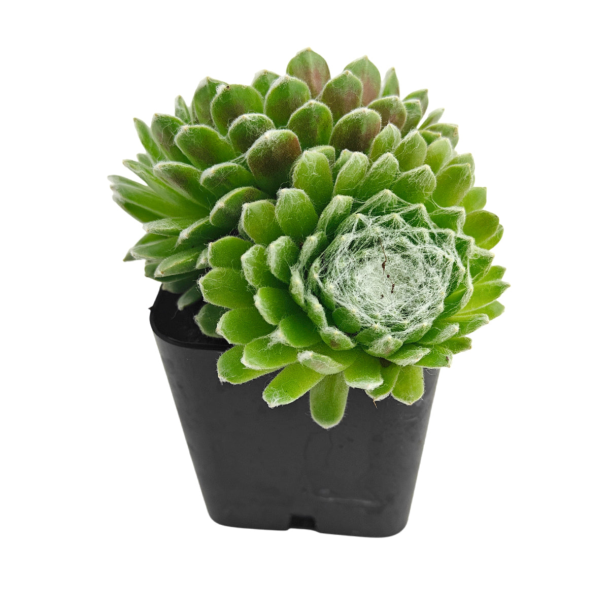 2 inch Sempervivum 'Boule de Neige', green succulents, indoor succulents, succulent care guide, buy succulents online