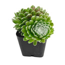 2 inch Sempervivum 'Boule de Neige', green succulents, indoor succulents, succulent care guide, buy succulents online