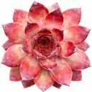 2 inch Sempervivum 'Bronco', green succulents, indoor succulents, succulent care guide, buy succulents online