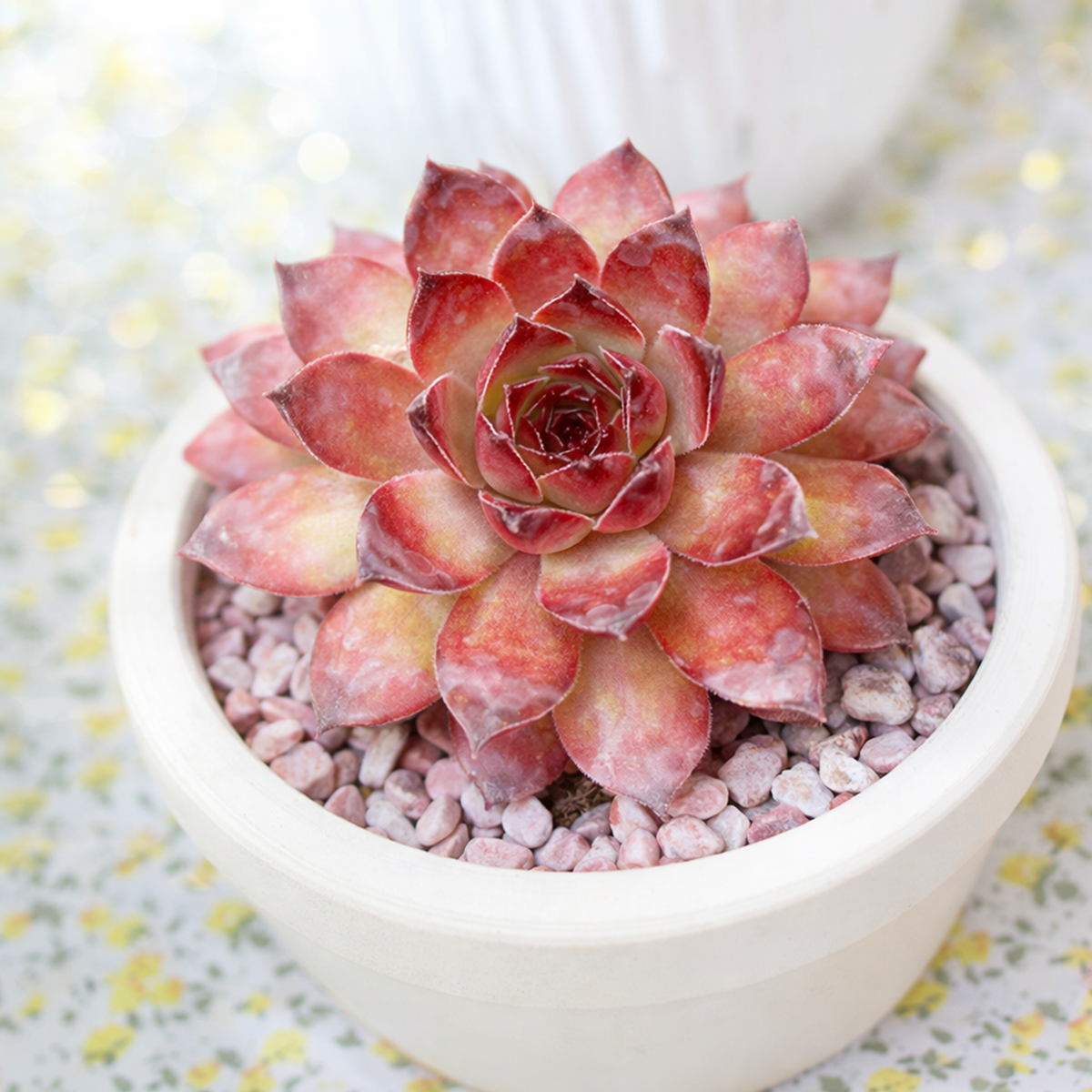 2 inch Sempervivum 'Bronco', green succulents, indoor succulents, succulent care guide, buy succulents online