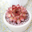 2 inch Sempervivum 'Bronco', green succulents, indoor succulents, succulent care guide, buy succulents online